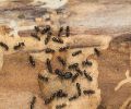 Extermination Rive-Sud extermination de fourmis