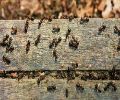 Exterminateur de fourmis à Rive-Sud