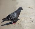 Capture pigeon Rive-Sud