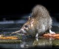 Extermination Rive-Sud extermination de rats