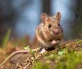 Extermination Rive-Sud extermination de souris